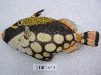 藏品(花斑擬鱗魨)的圖片